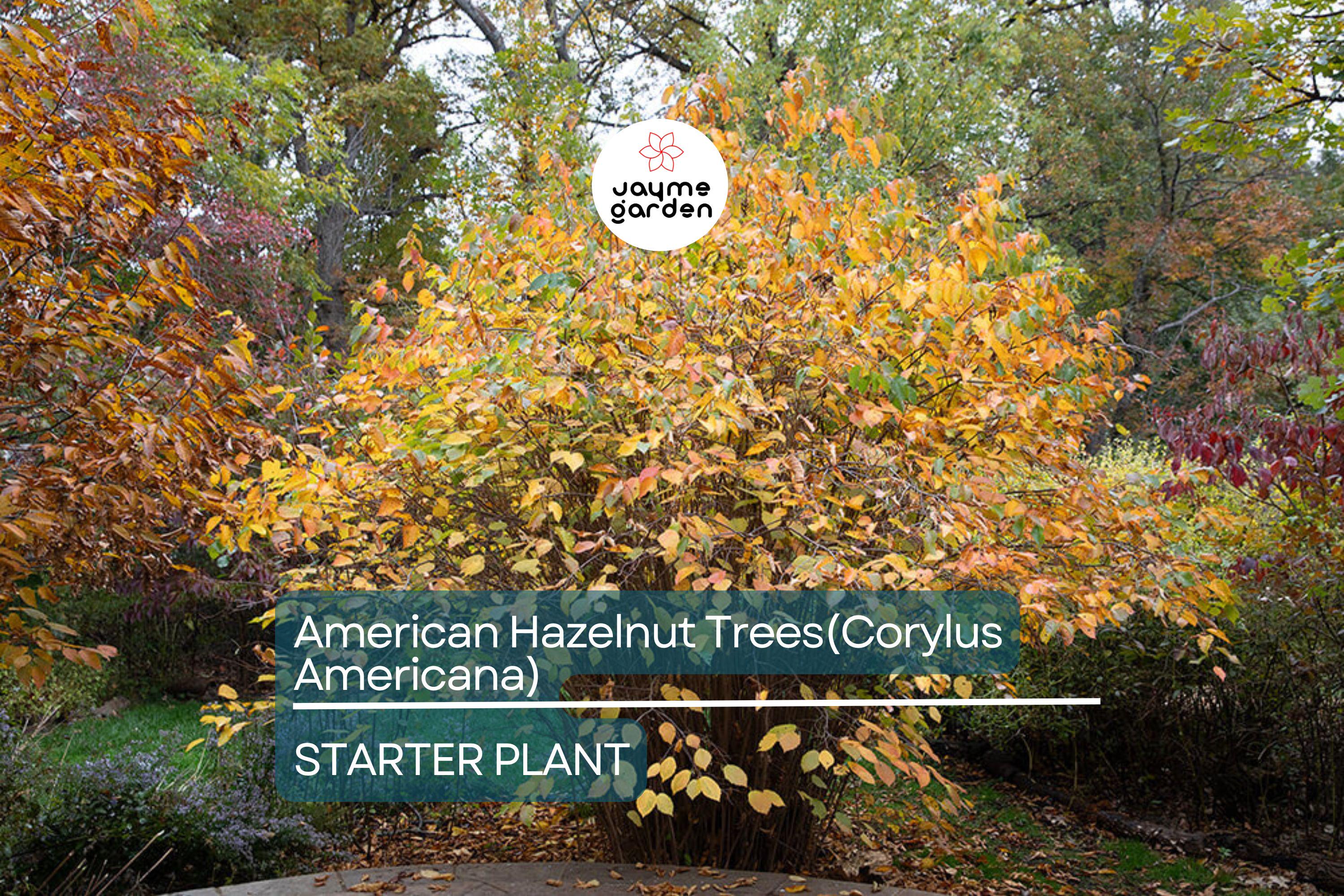 5 American Hazelnut Trees (Corylus Americana) 10–12" Bareroot – Nut-Producing Trees for Gardens & Wildlife, USDA Zones 4–9