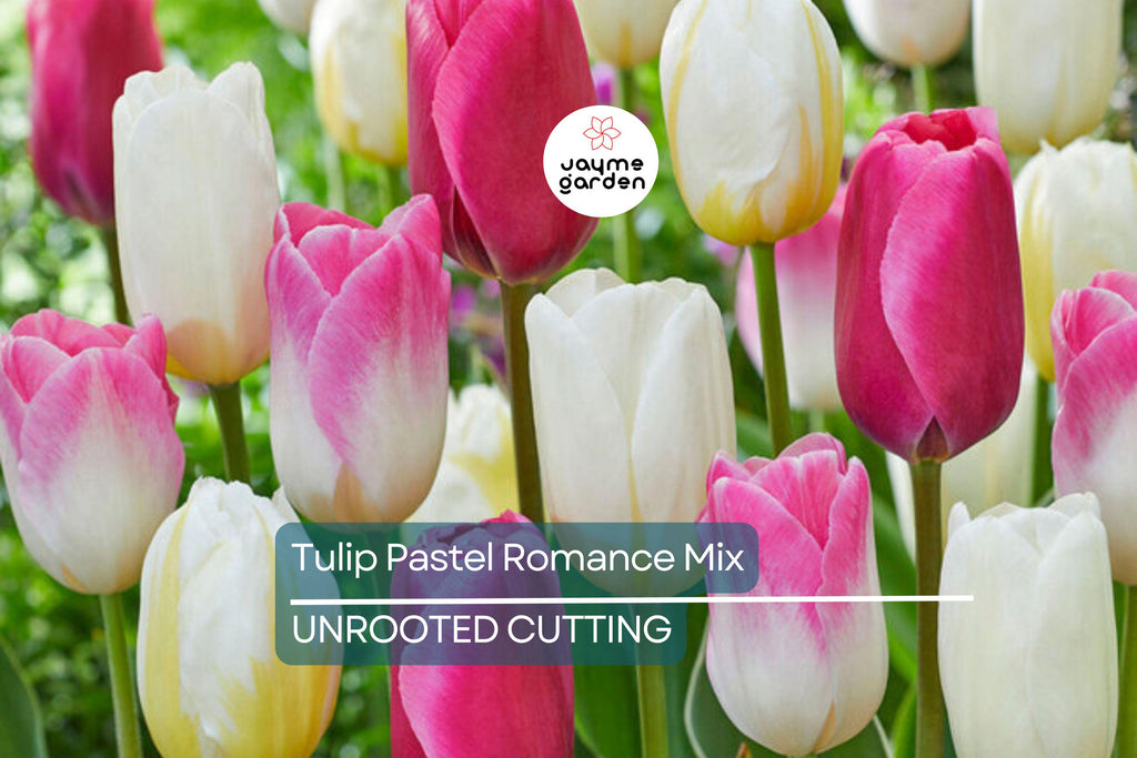 Tulip Pastel Romance Mix - 5 Bulbs, Pink, Purple, White, Salmon Yellow Blooms, Perfect for Gardens, USDA Zones 3-8