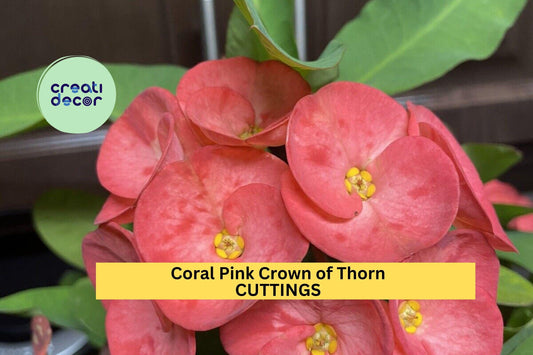 1 Coral Pink Crown of Thorns Cutting – Euphorbia milii | Large Bloom Variety | Tropical Succulent for Pots, Borders, or Sunny Patios