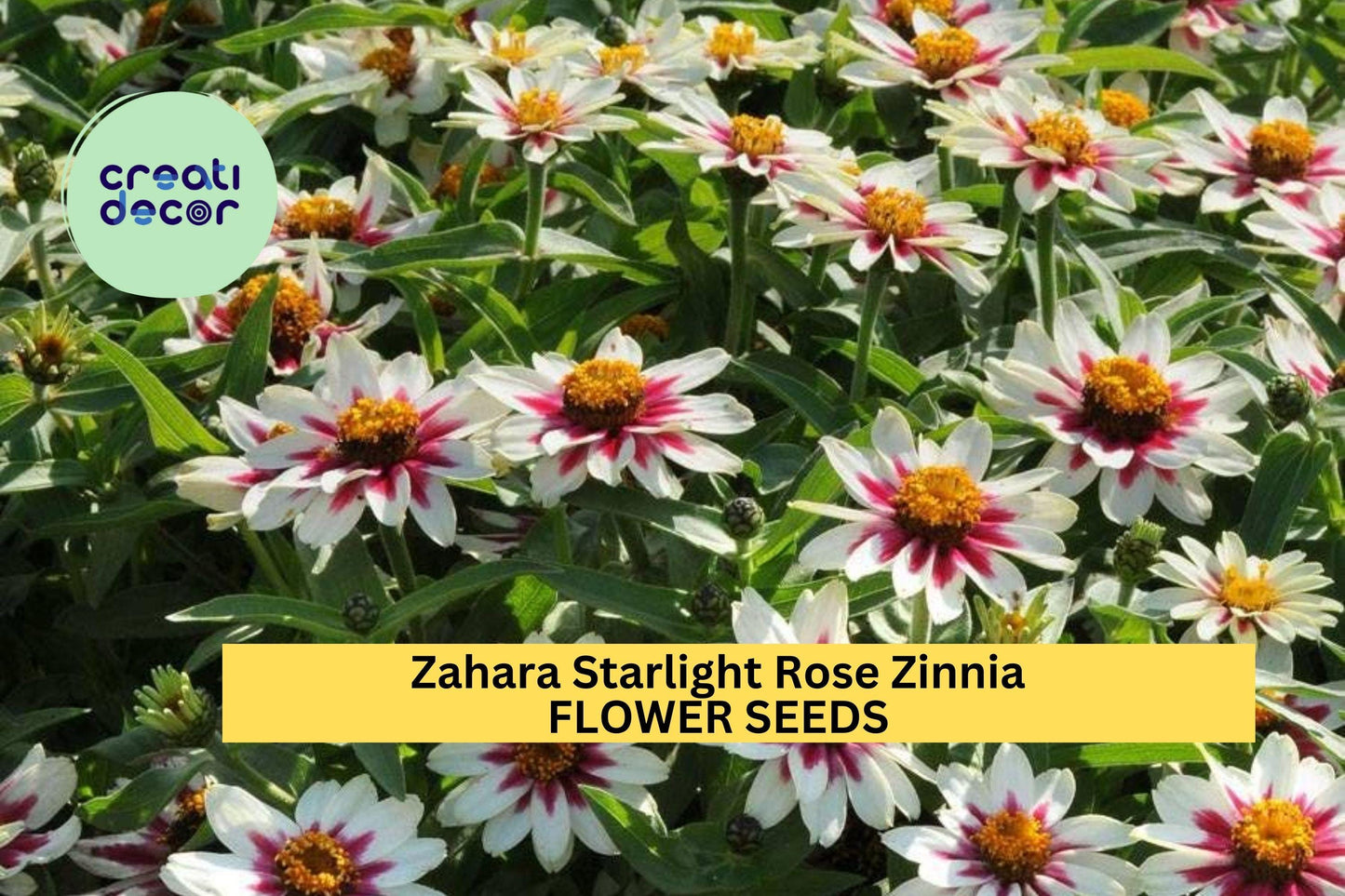 100+ Zahara Starlight Rose Zinnia Seeds – White Blooms with Rose Centers for Garden Planting, Heat-Tolerant Annuals – USA