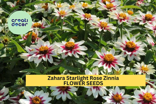 100+ Zahara Starlight Rose Zinnia Seeds – White Blooms with Rose Centers for Garden Planting, Heat-Tolerant Annuals – USA