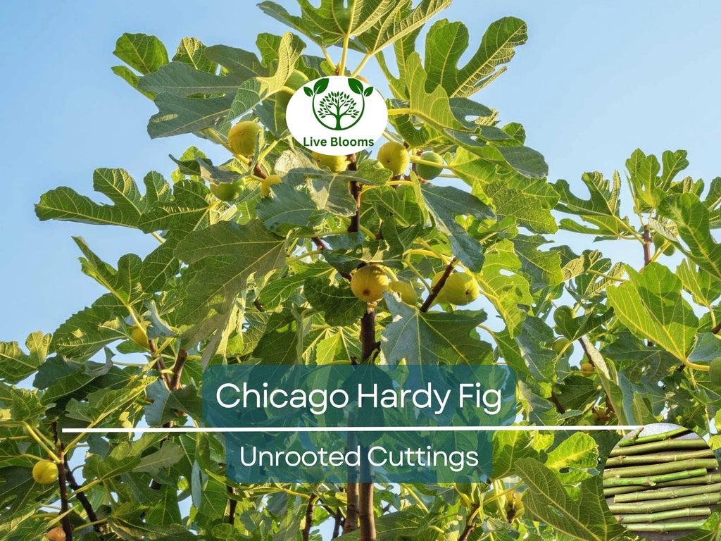 10 Chicago Hardy Fig Tree Scion Cuttings - Ficus carica Unrooted 10-12” for Rooting or Grafting - Cold-Hardy Fruit Variety