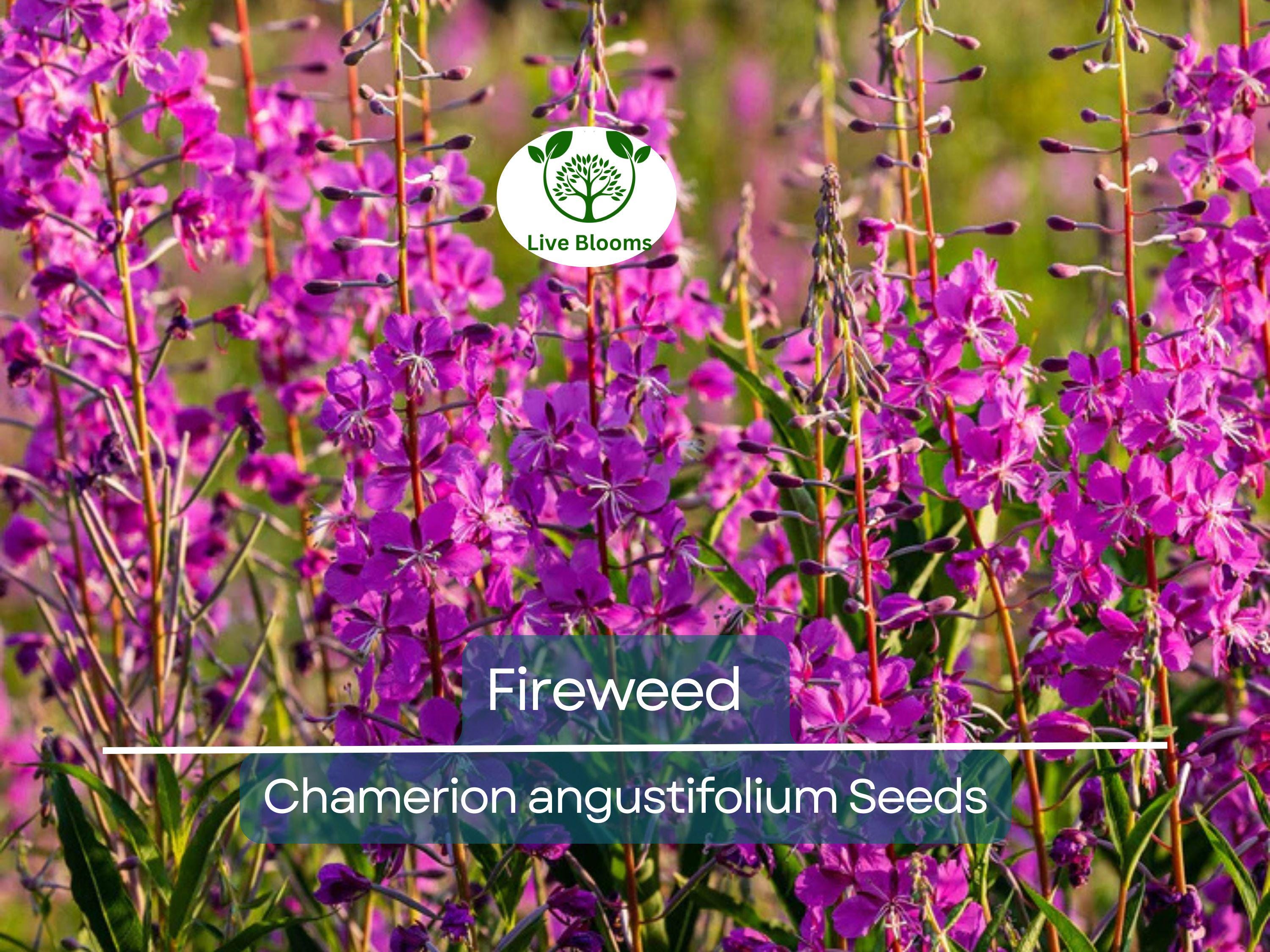 500 Fireweed Seeds | Rosebay (Chamerion angustifolium) | Perennial Herb Flower | Bulk, Wildflower, Pollinator, Native Plant
