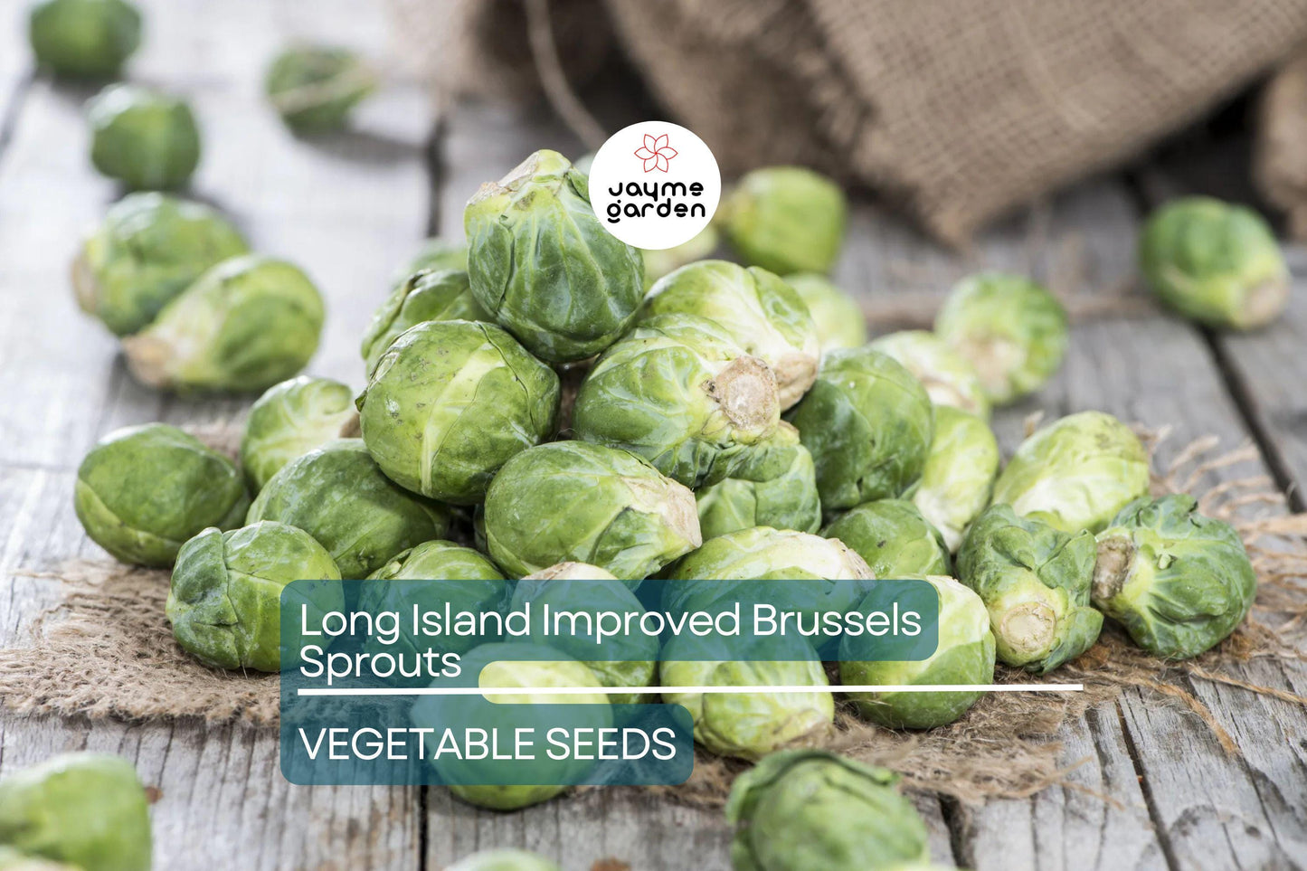 1000 Long Island Improved Brussels Sprouts Seeds – Heirloom, Non-GMO | USA Seller, Cool-Season Crop