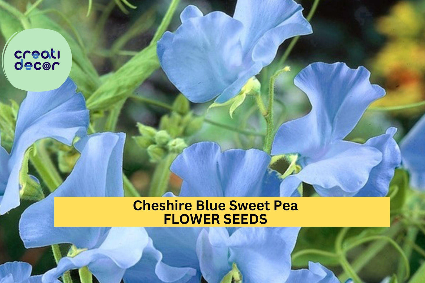 50+ Cheshire Blue Sweet Pea Seeds – Cool Blue Fragrant Blooms for Garden Planting, Climbing Vines for Trellises & Bouquets – USA