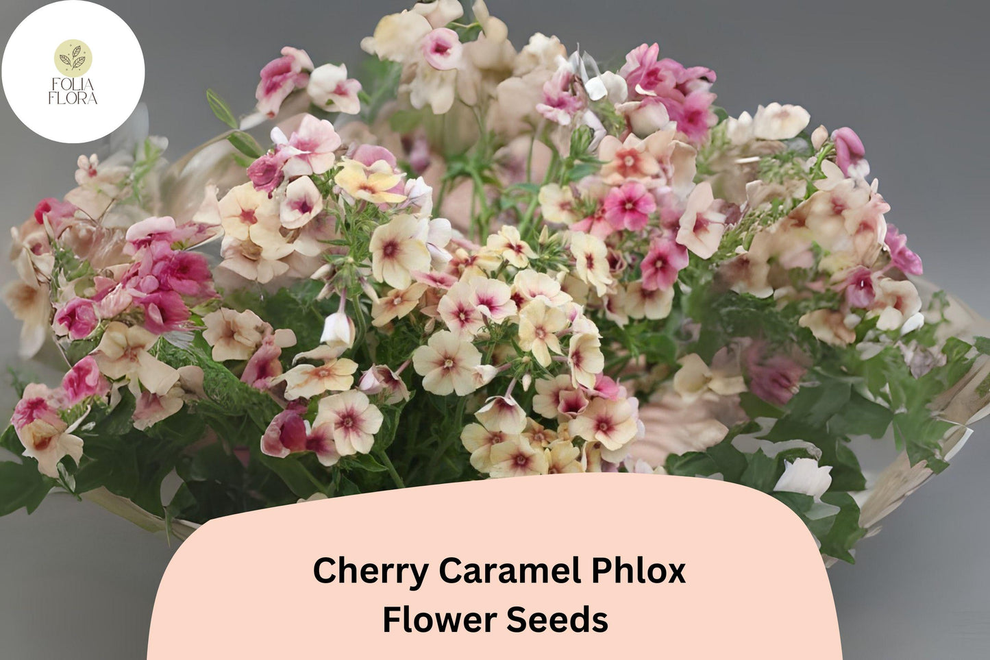 100+ Cherry Caramel Phlox Seeds for Garden Planting | Phlox drummondii | Annual Flower Seeds | Unique Cherry-Cream Blooms