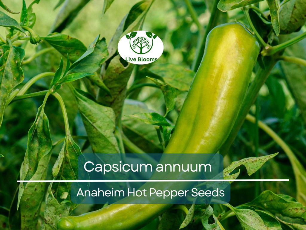 30 Seeds Anaheim Hot Pepper – Capsicum annuum | Mildly Spicy Peppers for Planting, Gardening & Flavorful Harvests