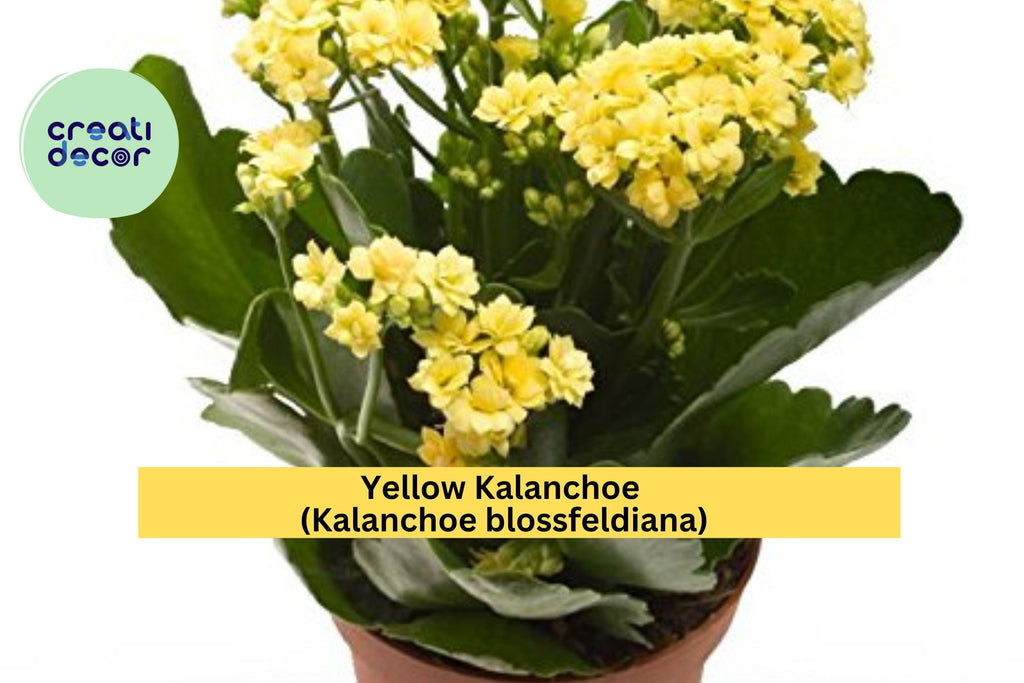Yellow Kalanchoe Plant – Live Rooted Succulent in Pot, Kalanchoe blossfeldiana, Bright Yellow Blooms for Balcony, Yard, or Indoor Decor