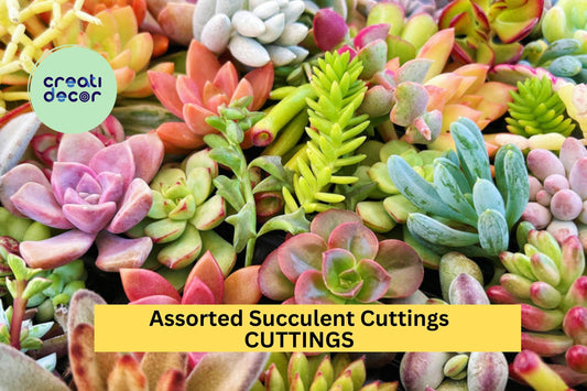 25 Assorted Succulent Cuttings – Mixed from 50+ Varieties, Colorful & Hardy Plant Starts for Garden, Pots, or Arrangements – USA