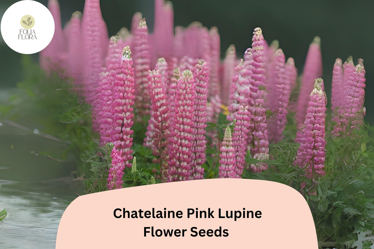 Lupinus ‘Chatelaine Pink’ Lupine Seeds – 25+ Elegant Pink Blooms for Pollinator Gardens