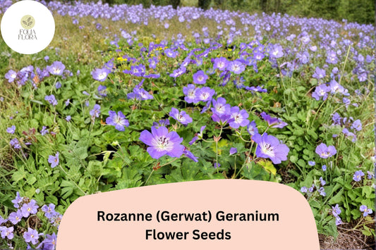 25+ Rozanne (Gerwat) Geranium Seeds | Purple Cranesbill | Hardy Perennial Geranium Seeds for Garden Borders & Containers