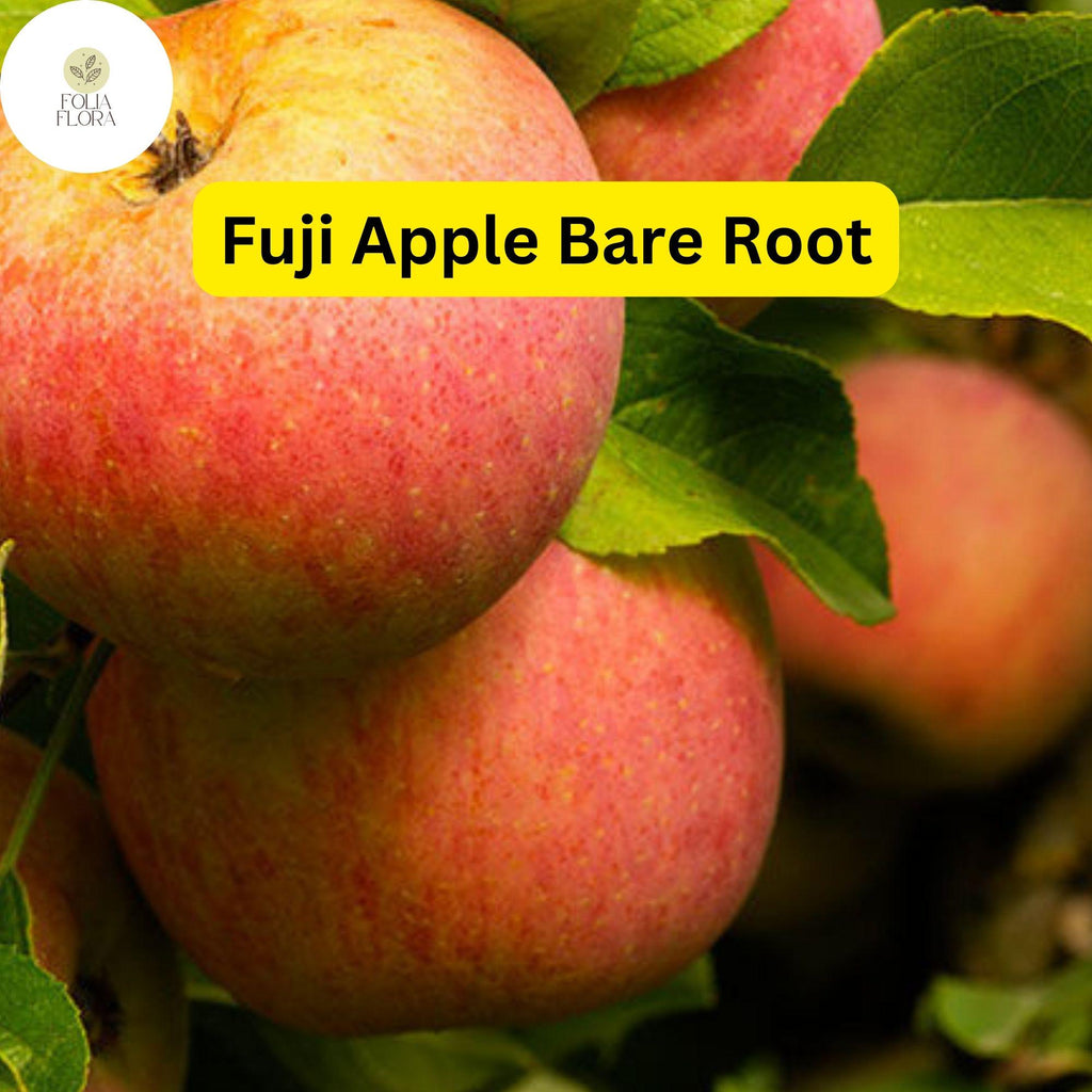1 Fuji Apple Tree (Malus domestica) 2-3 Ft Tall Live Fruit Tree