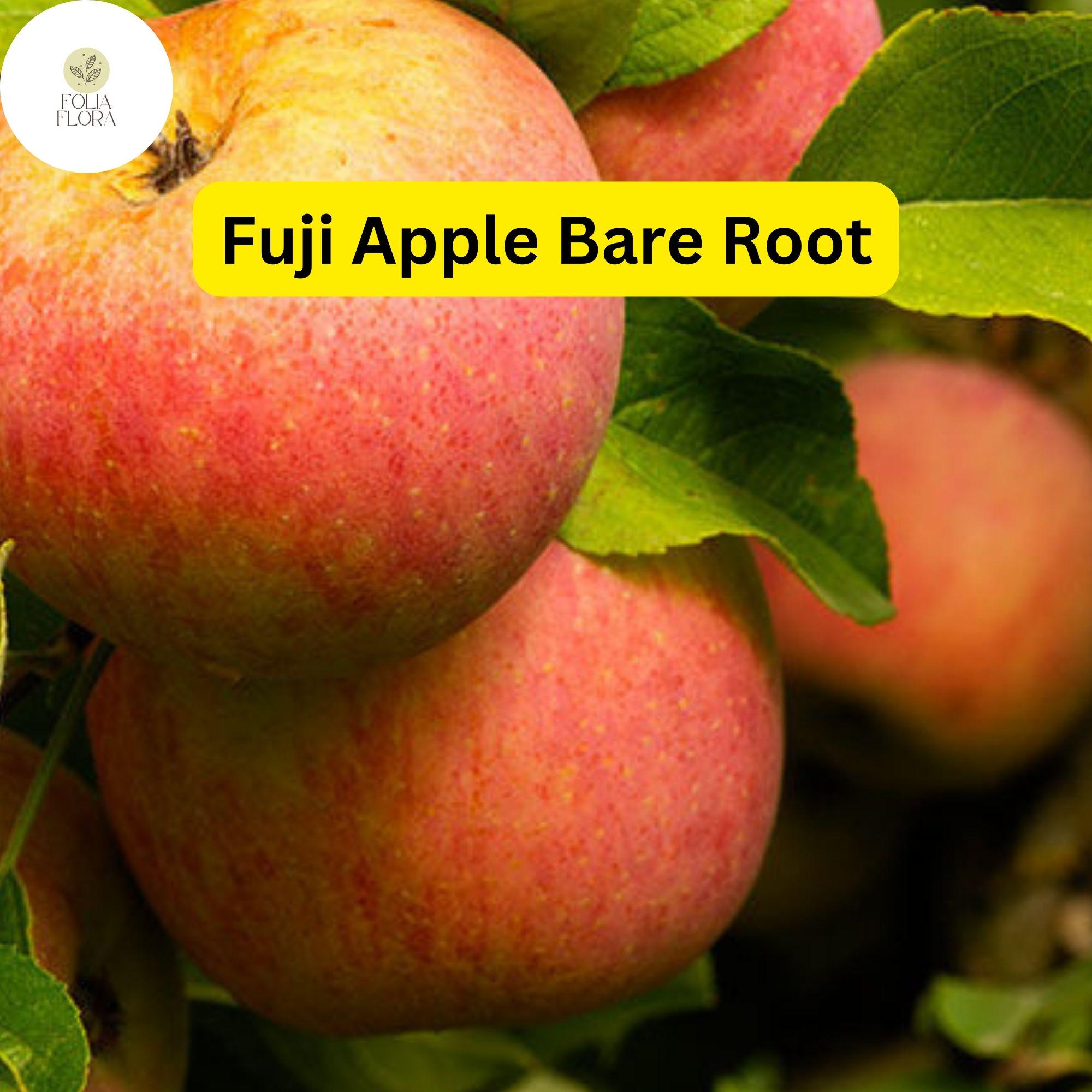 1 Fuji Apple Tree (Malus domestica) 2-3 Ft Tall Live Fruit Tree