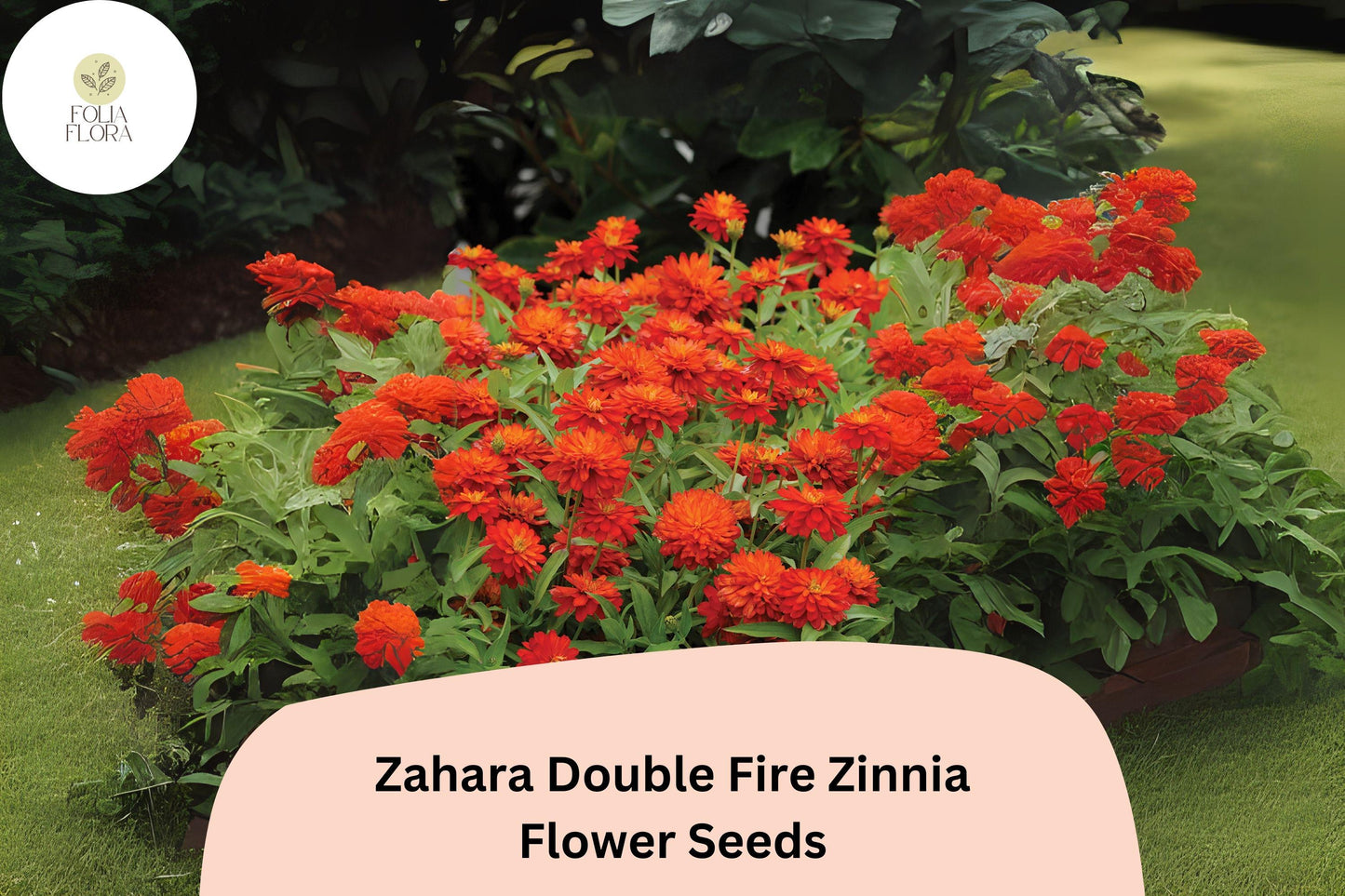 100+ Zahara Double Fire Zinnia Seeds – Bright Orange-Red Annual Flowers for Garden Planting, Borders & Containers