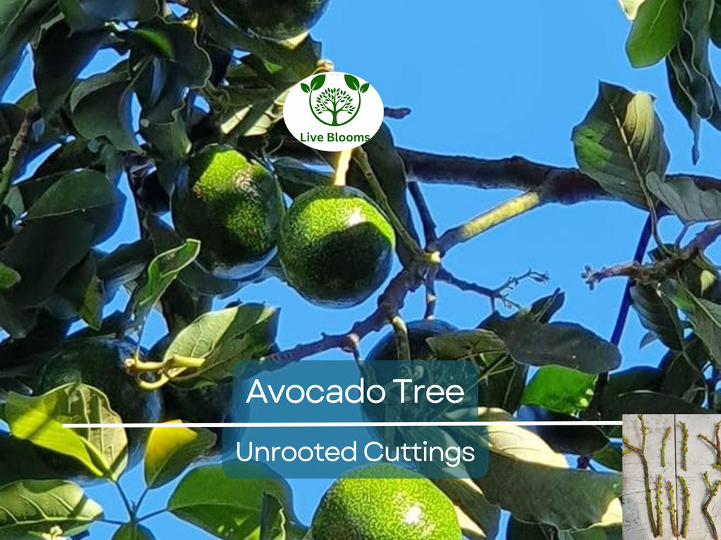 5 Rare Cleopatra Avocado Unrooted Cuttings Scions, Wax Dipped, Persea americana, Fruit Tree, Rare Varieties for Gardening