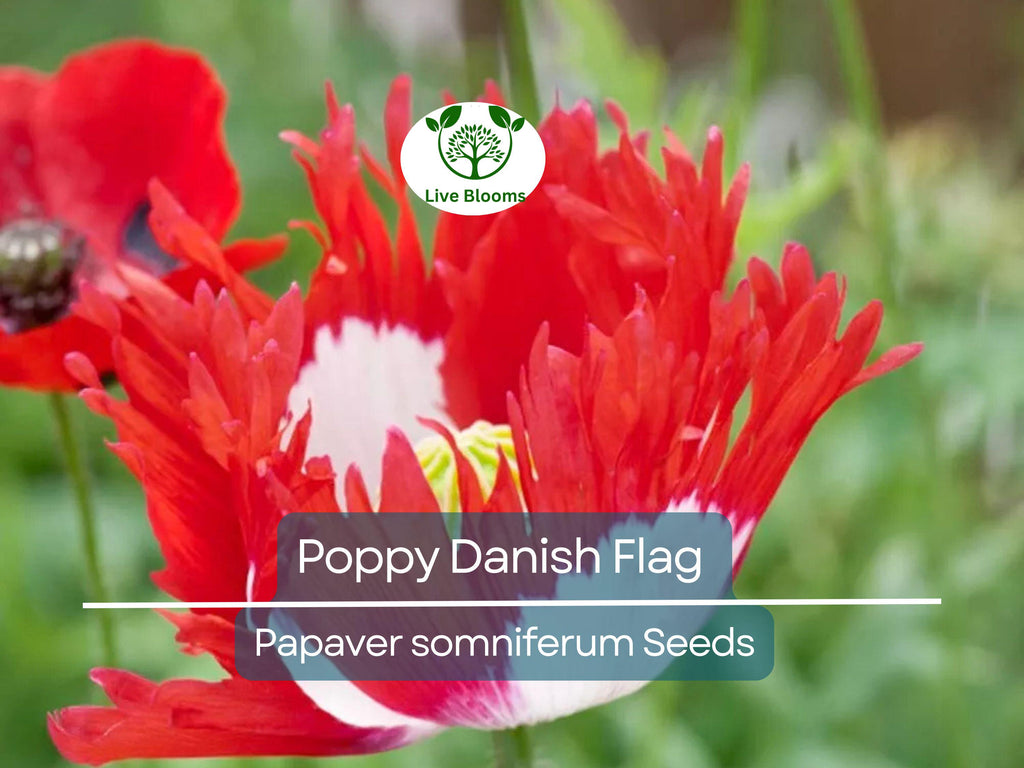 1000 Seeds Poppy Danish Flag, Red & White Cross Flowers, Huge Blooms, Pollinator-Friendly, Non-GMO, Stunning Garden Flowers for Borders
