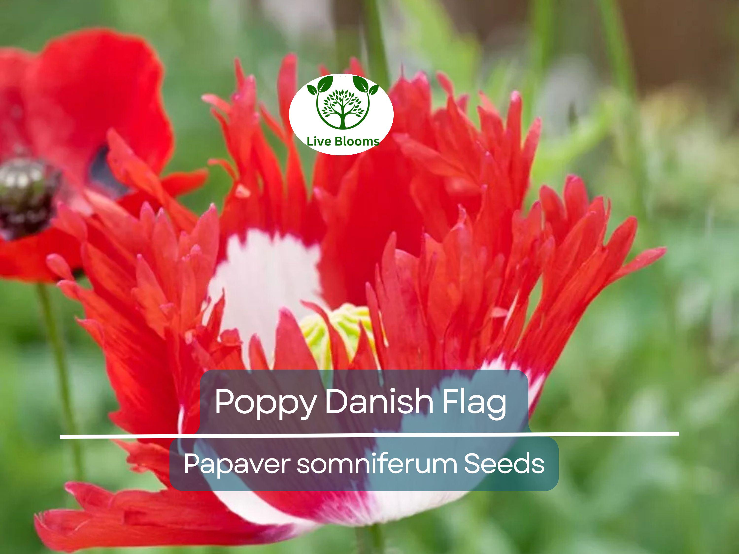 1000 Seeds Poppy Danish Flag, Red & White Cross Flowers, Huge Blooms, Pollinator-Friendly, Non-GMO, Stunning Garden Flowers for Borders