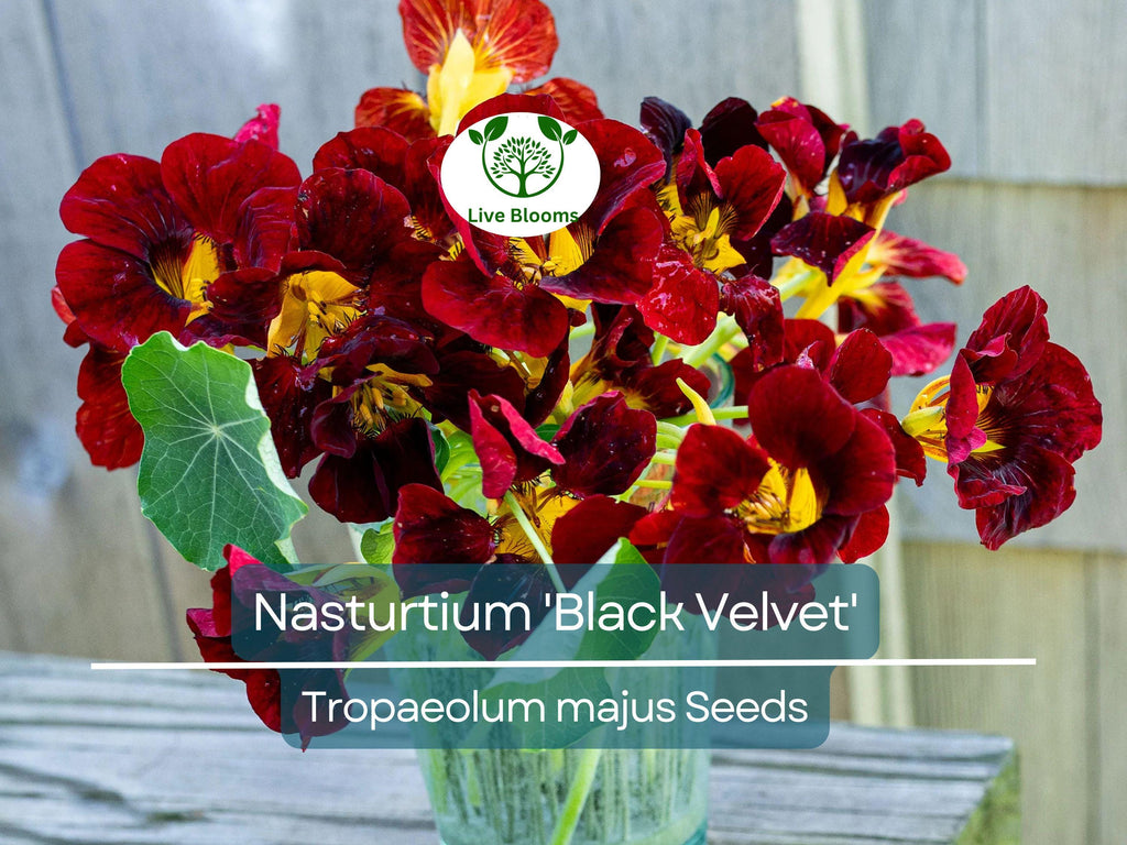 10 Nasturtium 'Black Velvet' Seeds | Heirloom Edible Flowers, Non-GMO, Beneficial Garden Plant, Unique Black Blooms, USA Grown
