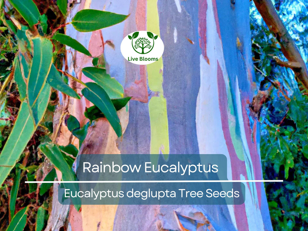 40 Rainbow Eucalyptus Seeds (Eucalyptus deglupta) - Vibrant Colorful Gum Tree, Fast-Growing, Tropical Evergreen, Unique Landscaping Plant