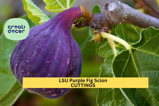 5 LSU Purple Fig Scion Cuttings – Ficus carica for Grafting or Rooting | Sweet Early-Ripening Variety for Orchards or Container Gardens