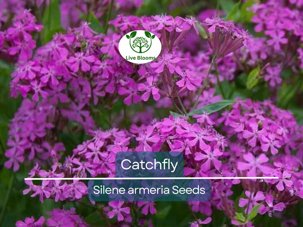 2000 Catchfly Seeds, None-So-Pretty Purple Flowers, Rock Gardens, Pollinators, Butterflies, Silene, Non-GMO, Hardy Perennials