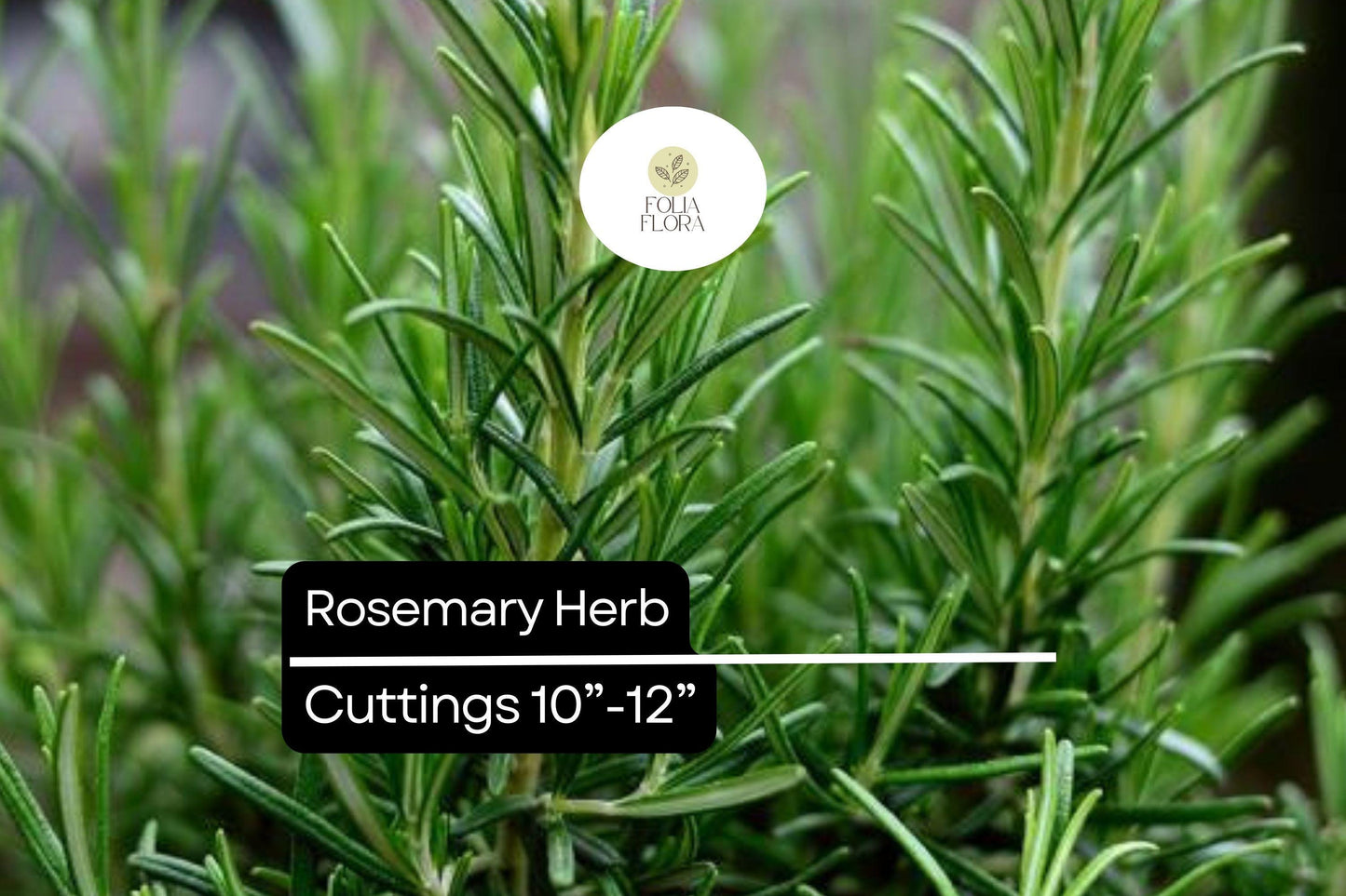Organic Rosemary Herb Plants (Rosmarinus officinalis) | Live Dipped Cuttings 10”-12”