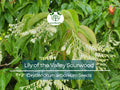 100 Lily of the Valley Sourwood Seeds (Oxydendrum arboreum), Honey Bee Tree, Fragrant White Flowers, Native Tree, Wildlife Friendly