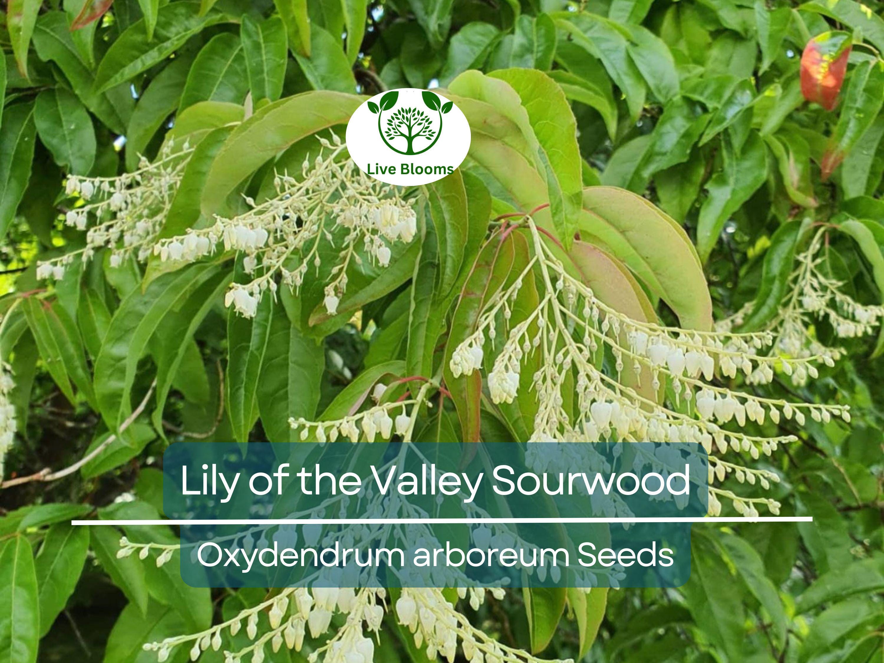 100 Lily of the Valley Sourwood Seeds (Oxydendrum arboreum), Honey Bee Tree, Fragrant White Flowers, Native Tree, Wildlife Friendly