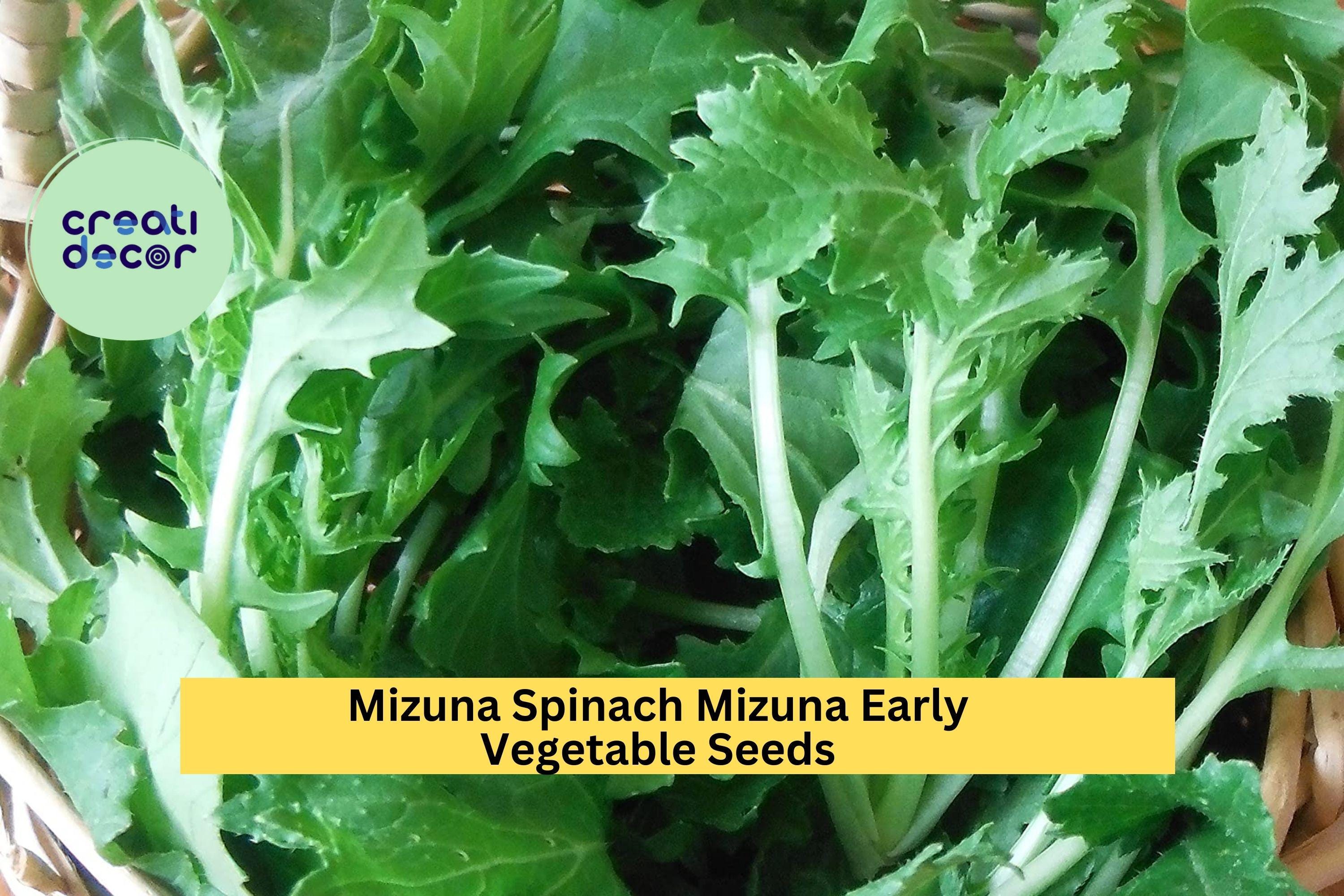 3pcs of 500mg Mizuna Early Spinach Seeds – Fast-Growing Mild Greens, Ideal for Salads, Stir-Fry, and Cool Season Planting Seeds for Planting