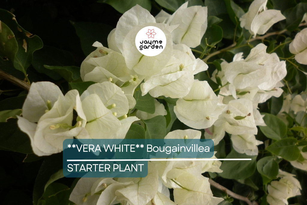 Vera White Bougainvillea Starter Plant | Well-Rooted Plug | Evergreen Vine or Shrub | Live Plant | USDA Zones 7+ | USA Seller