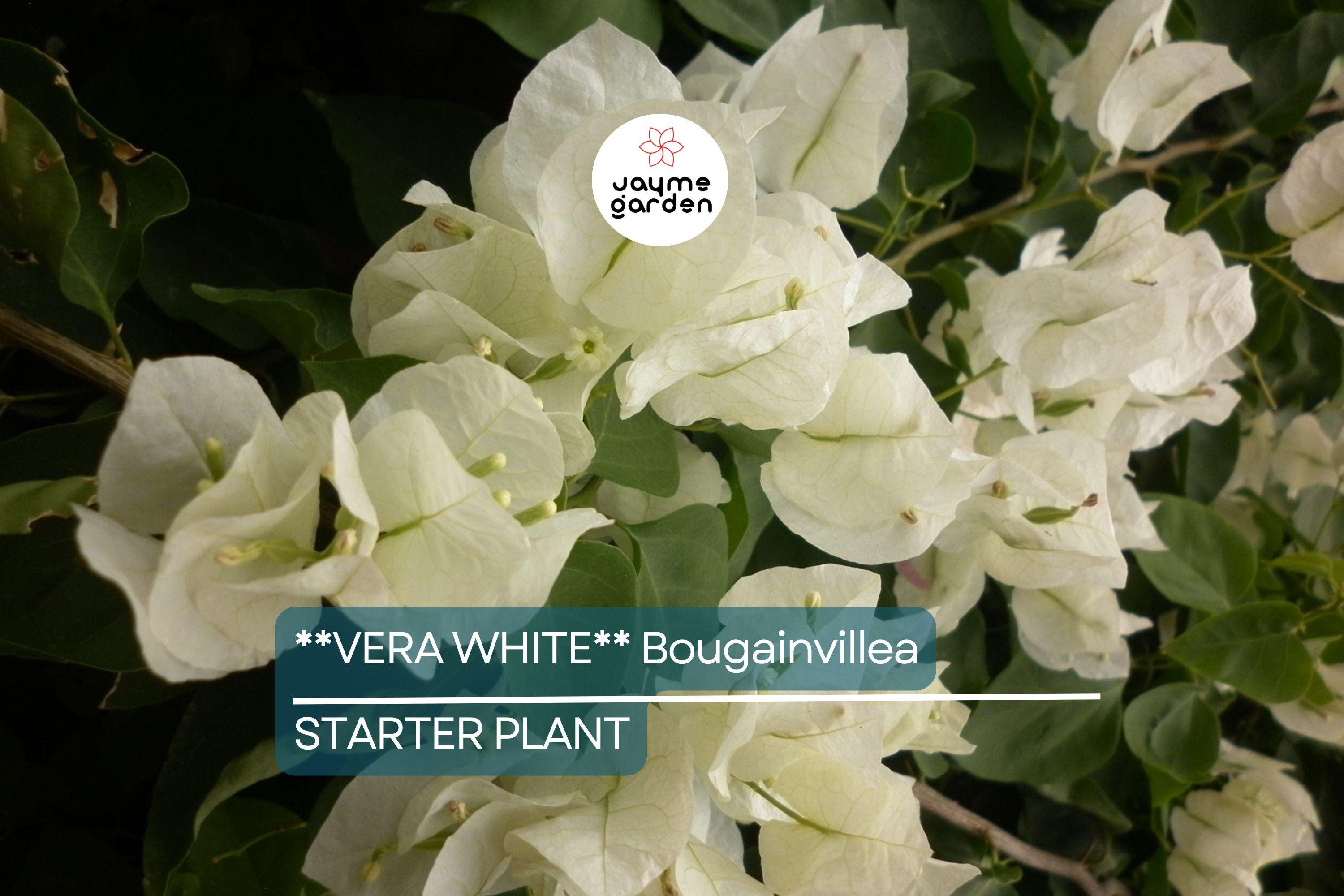 Vera White Bougainvillea Starter Plant | Well-Rooted Plug | Evergreen Vine or Shrub | Live Plant | USDA Zones 7+ | USA Seller