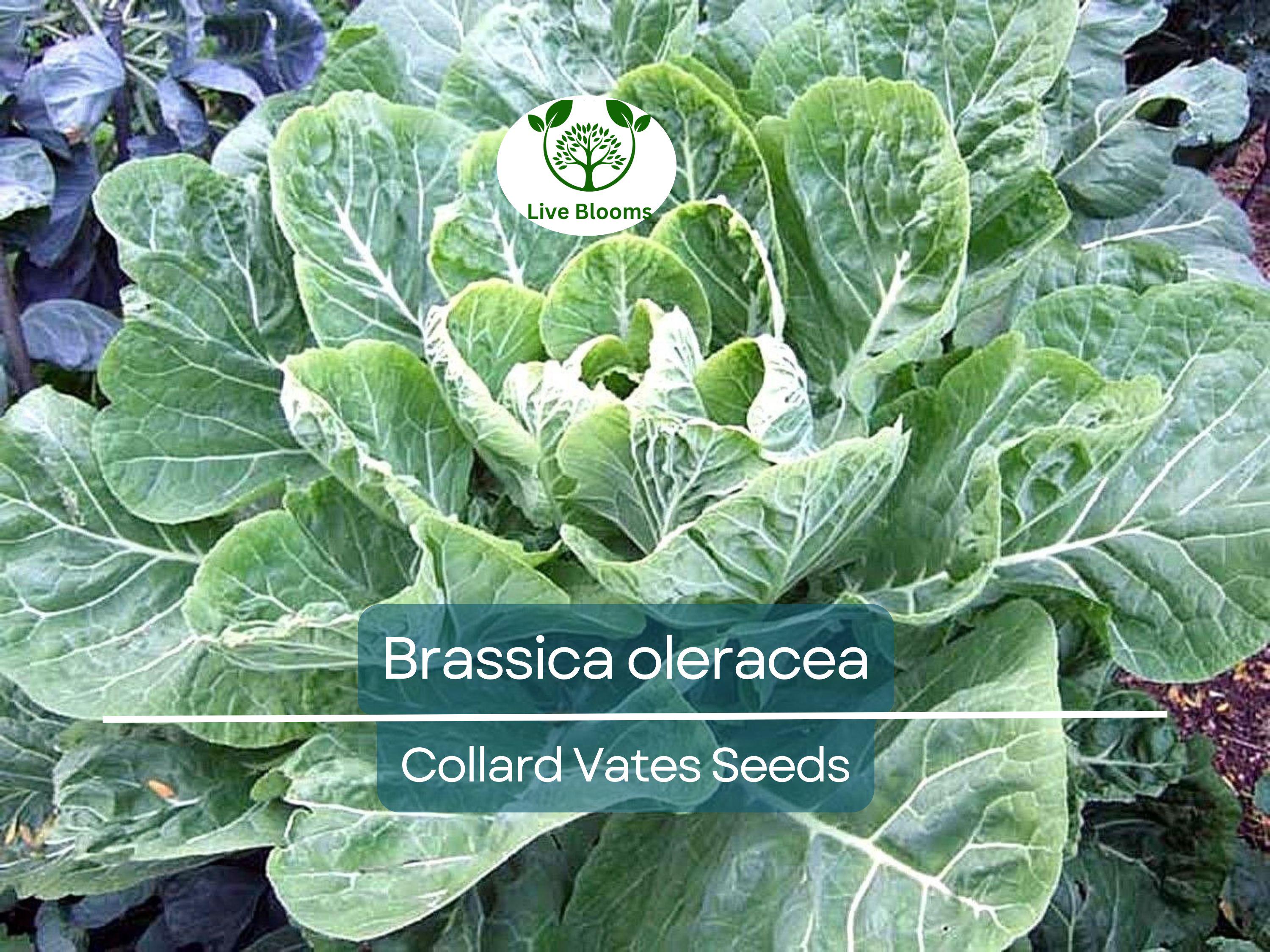 300 Seeds Collard Vates – Brassica oleracea | Heirloom Collard Greens for Planting, Gardening & Nutritious Harvests