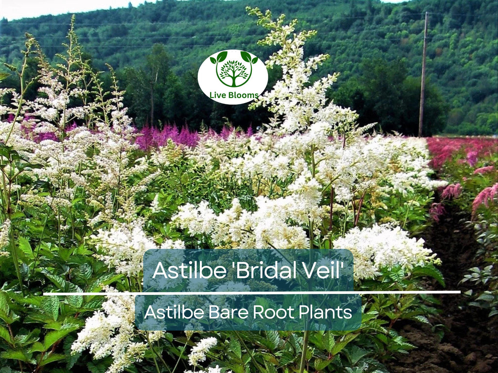 1 Astilbe 'Bridal Veil' – Live Bare Root Plant – White Plume Summer Flower for Shade Garden – Elegant Perennial Blooms