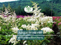 1 Astilbe 'Bridal Veil' – Live Bare Root Plant – White Plume Summer Flower for Shade Garden – Elegant Perennial Blooms