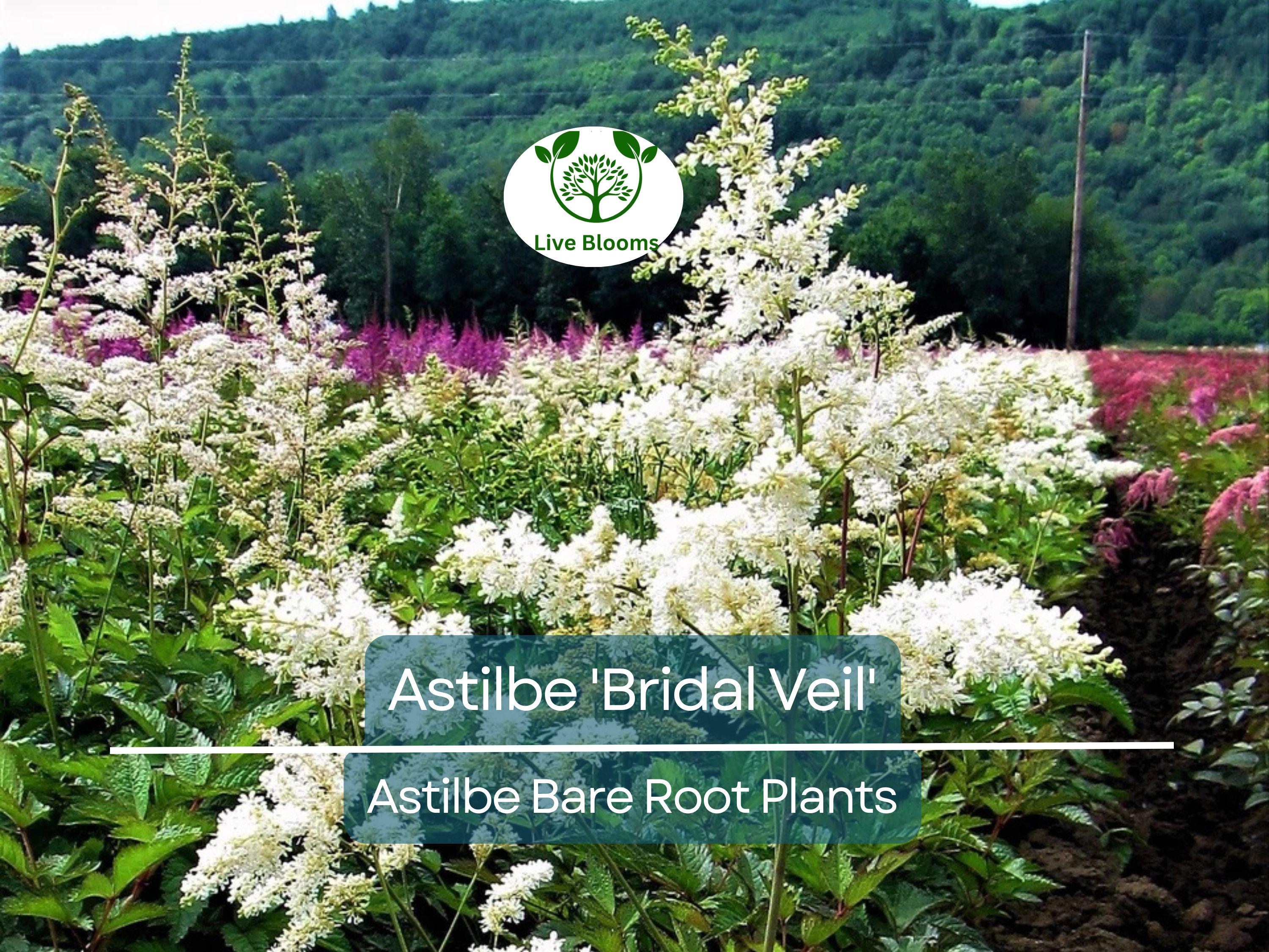 1 Astilbe 'Bridal Veil' – Live Bare Root Plant – White Plume Summer Flower for Shade Garden – Elegant Perennial Blooms