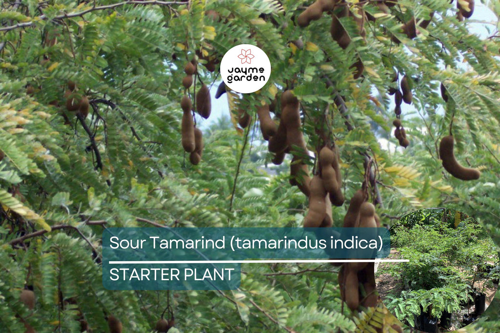 1 Sour Tamarind Tree Live Tamarindus Indica Starter Plant 1-2 ft | Tangy Tropical Fruit | Hardy, Drought-Tolerant | Easy to Grow
