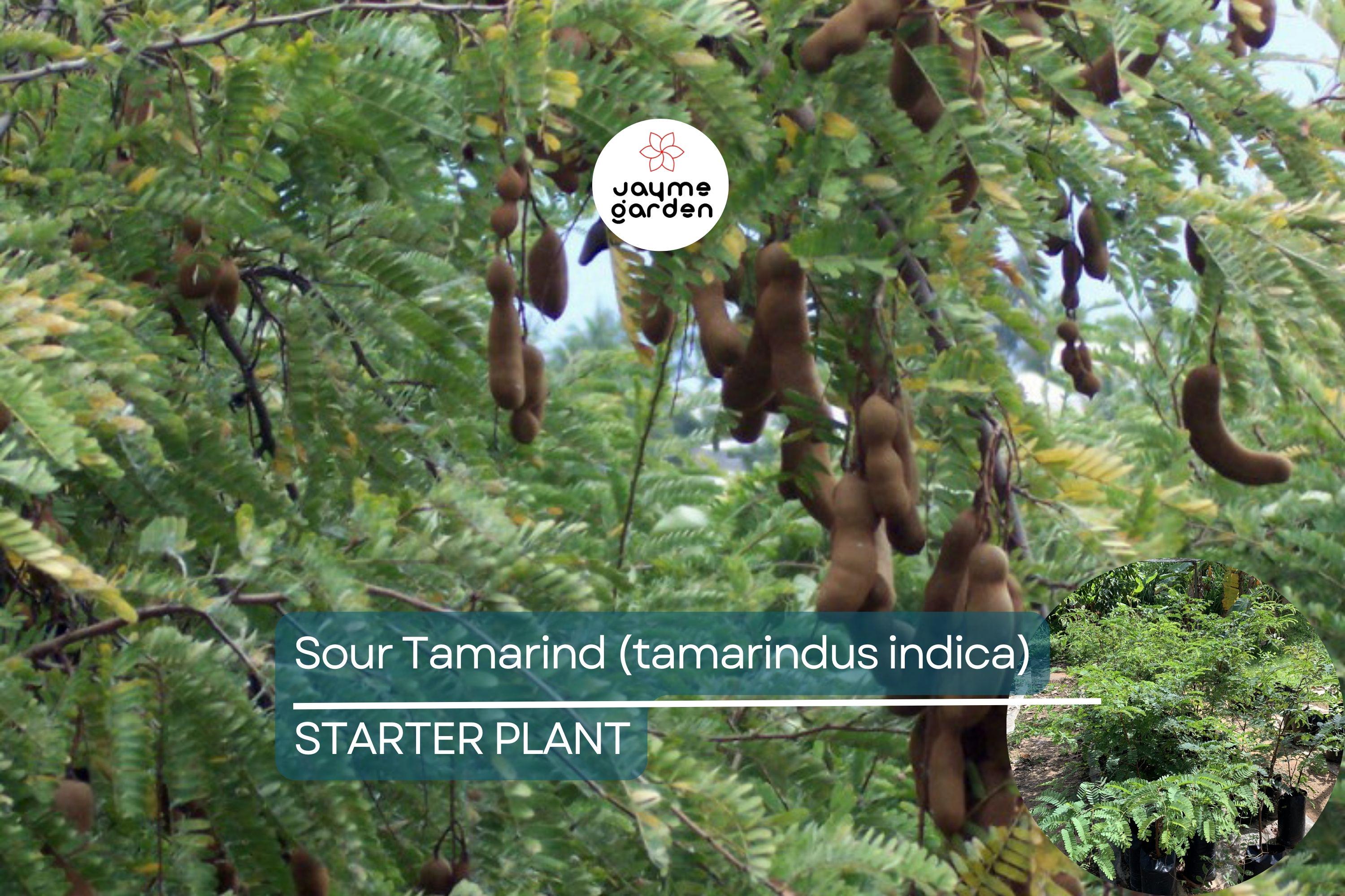 1 Sour Tamarind Tree Live Tamarindus Indica Starter Plant 1-2 ft | Tangy Tropical Fruit | Hardy, Drought-Tolerant | Easy to Grow