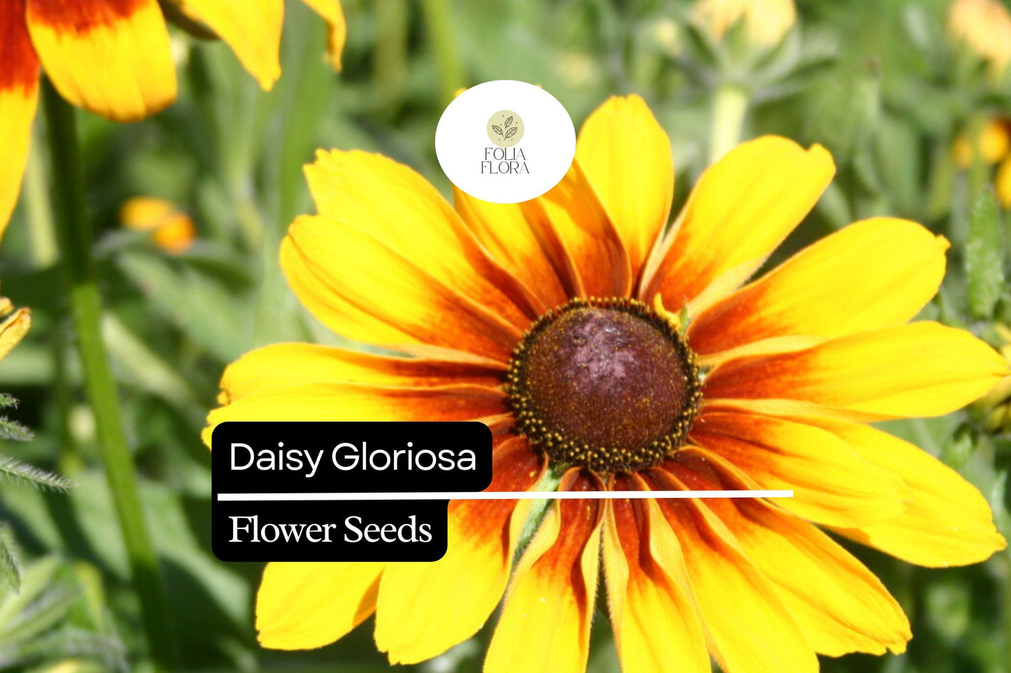 10.000 Seeds Daisy Gloriosa, Rudbeckia Hirta, Bright Yellow-Orange Perennial Wildflowers