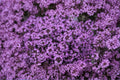 Creeping Thyme – Thymus serpyllum 100 Seeds | Fragrant Ground Cover | Perennial Herb | Pollinator Friendly