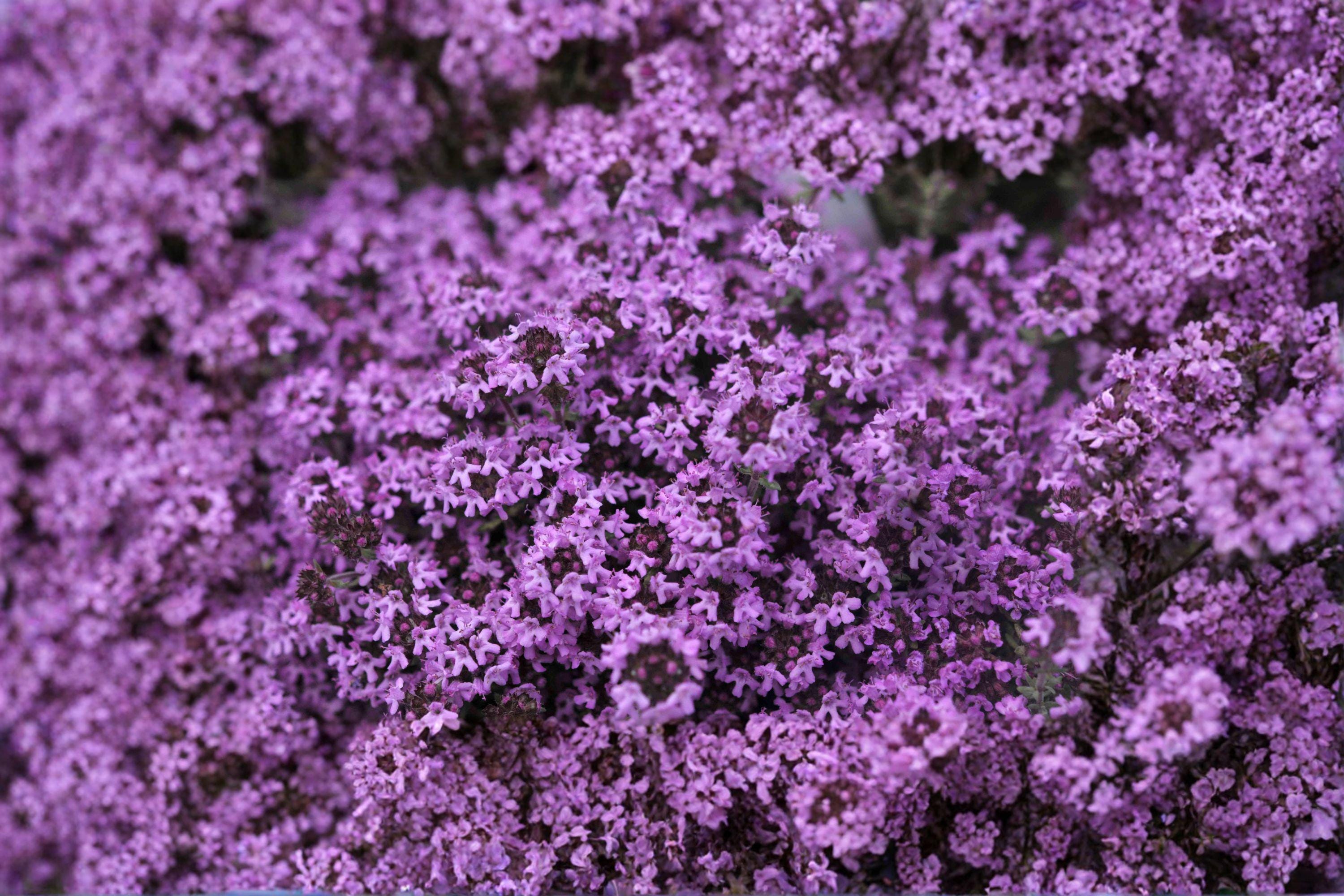 Creeping Thyme – Thymus serpyllum 100 Seeds | Fragrant Ground Cover | Perennial Herb | Pollinator Friendly