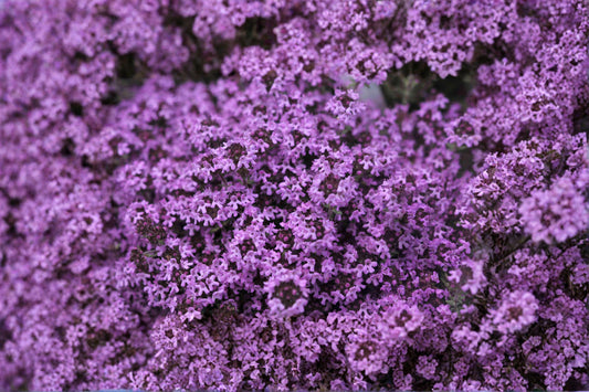 Creeping Thyme – Thymus serpyllum 100 Seeds | Fragrant Ground Cover | Perennial Herb | Pollinator Friendly