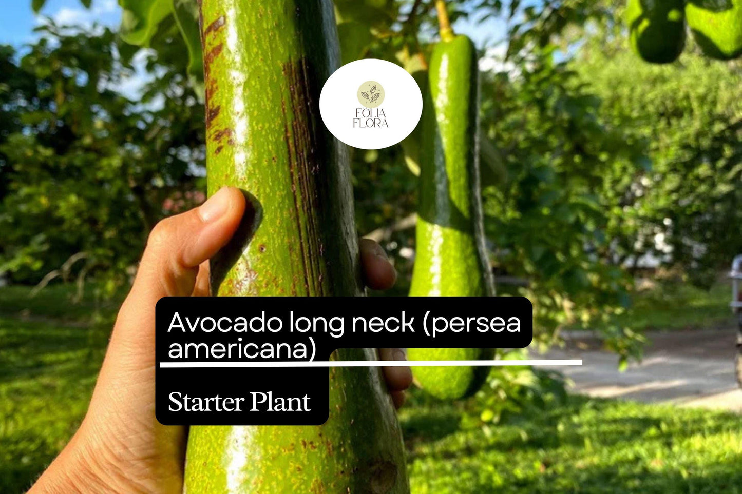 1 Starter Plant Avocado Long Neck (Persea americana) Tropical Big Fruit Tree 2′-3′