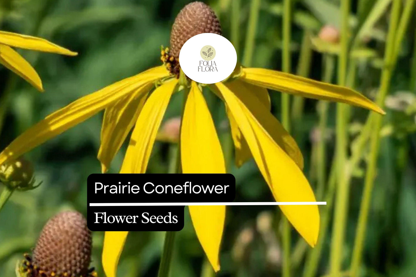 100mg Prairie Coneflower Seeds - Ratibida columnifera, Vibrant Wildflower for Pollinator Gardens