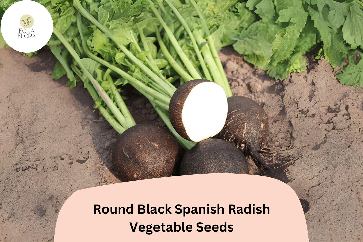 500+ Round Black Spanish Radish Seeds – Heirloom Winter Radish for Garden Planting