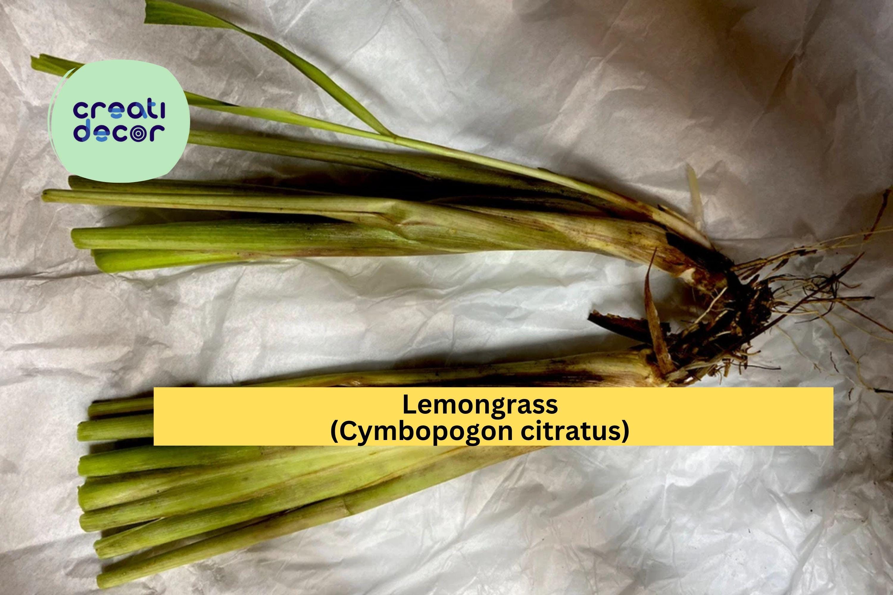 Lemongrass Live Plants – 3 Fully Rooted Stalks Ready to Plant, Organic Cymbopogon citratus for Garden & Culinary Use