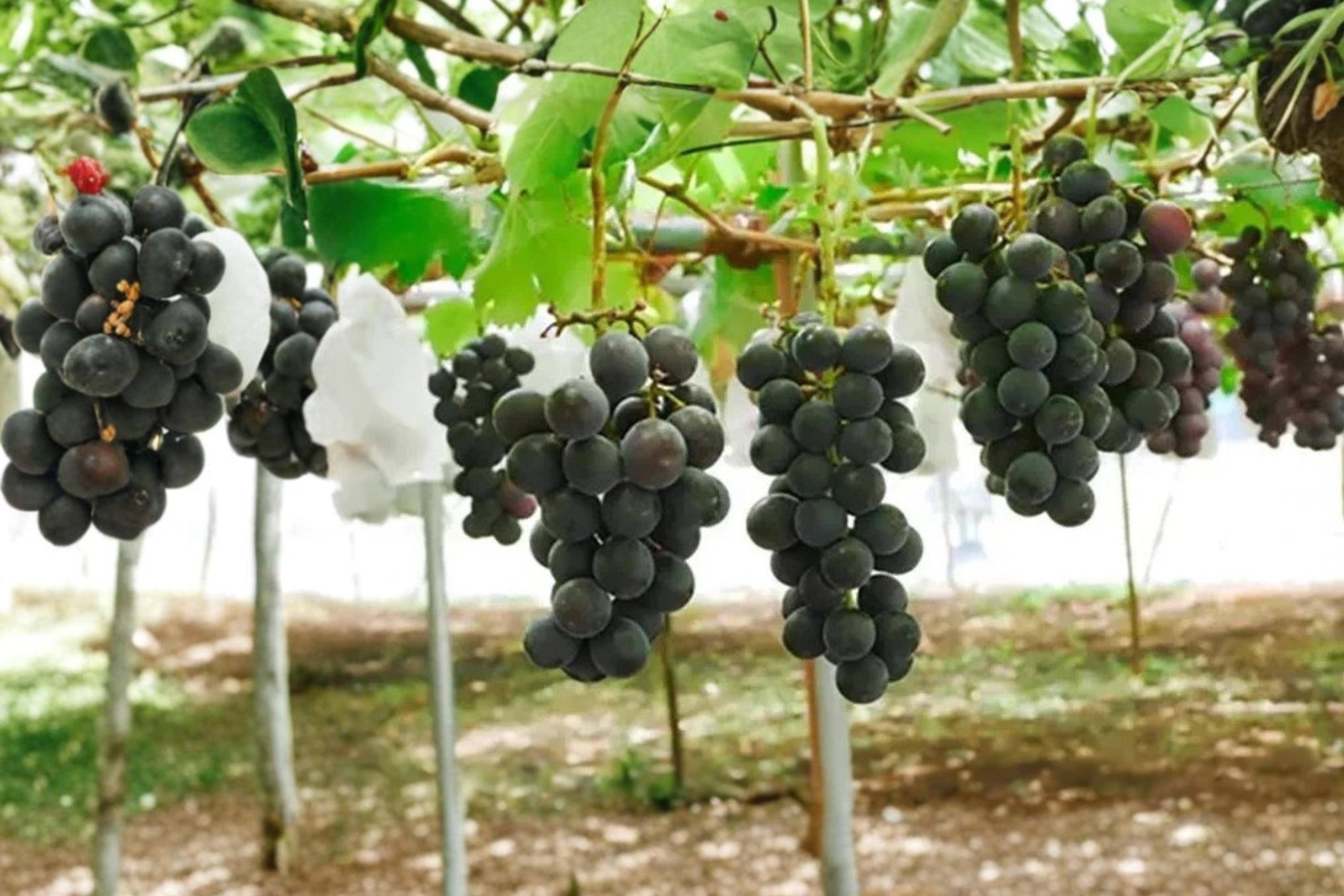 Japanese Pione Grape 5 Cuttings 6-8" (Vitis vinifera) Pione Grape Vine Unrooted Cuttings