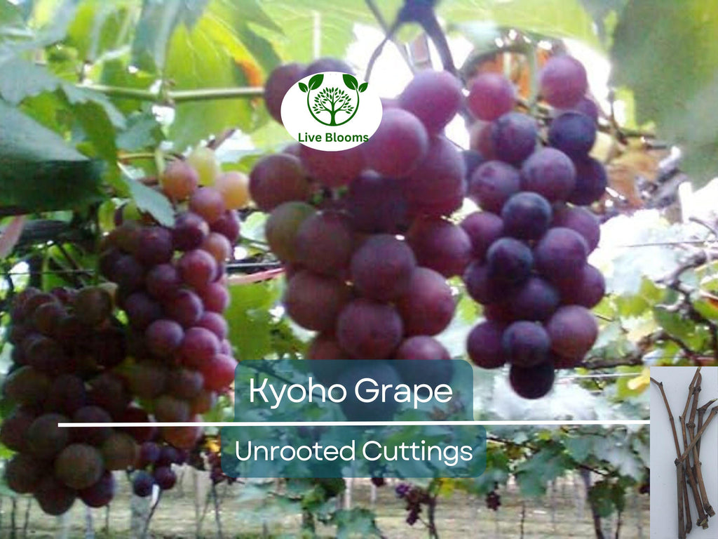 5 Japanese Kyoho Grape Unrooted Cuttings, Vitis labrusca, Sweet Purple Grapes, Easy to Root, Grape Vine Propagation, Rare Fruit Cuttings