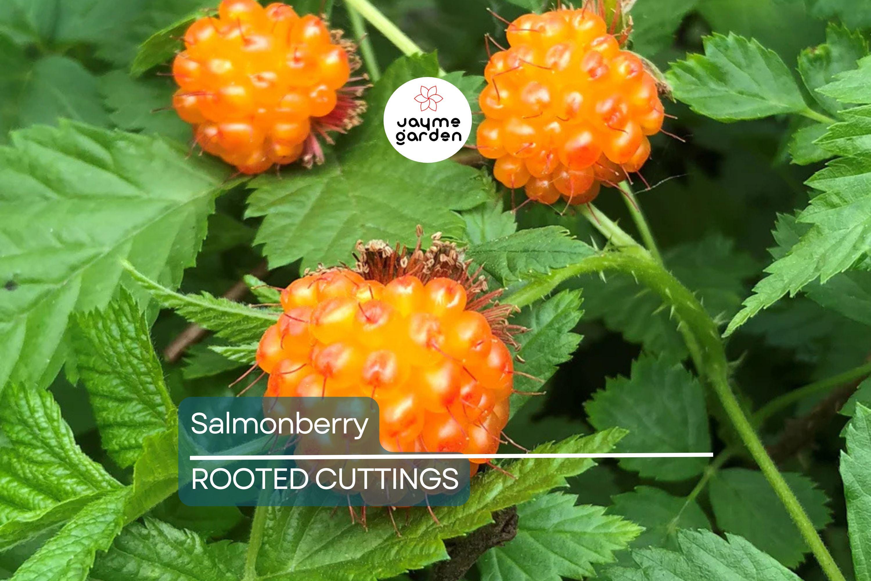 5 Salmonberry Root Cuttings (Rubus spectabilis) | Live Rhizomes for Fast Growth | Organic, Perennial Berry Bush