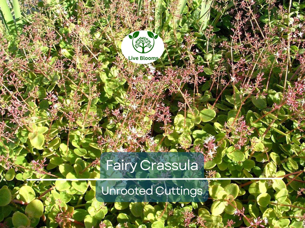 3 Fairy Crassula Succulent 3" Unrooted Cuttings - Crassula Multicava, Calico Kitten, Easy Care Houseplant, Rare Succulent for Gardening
