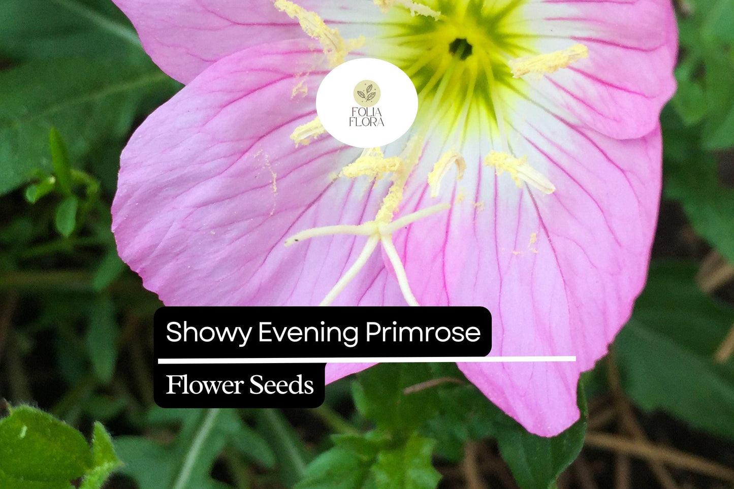 Showy Evening Primrose, Oenothera Speciosa, Pink Perennial Wildflower